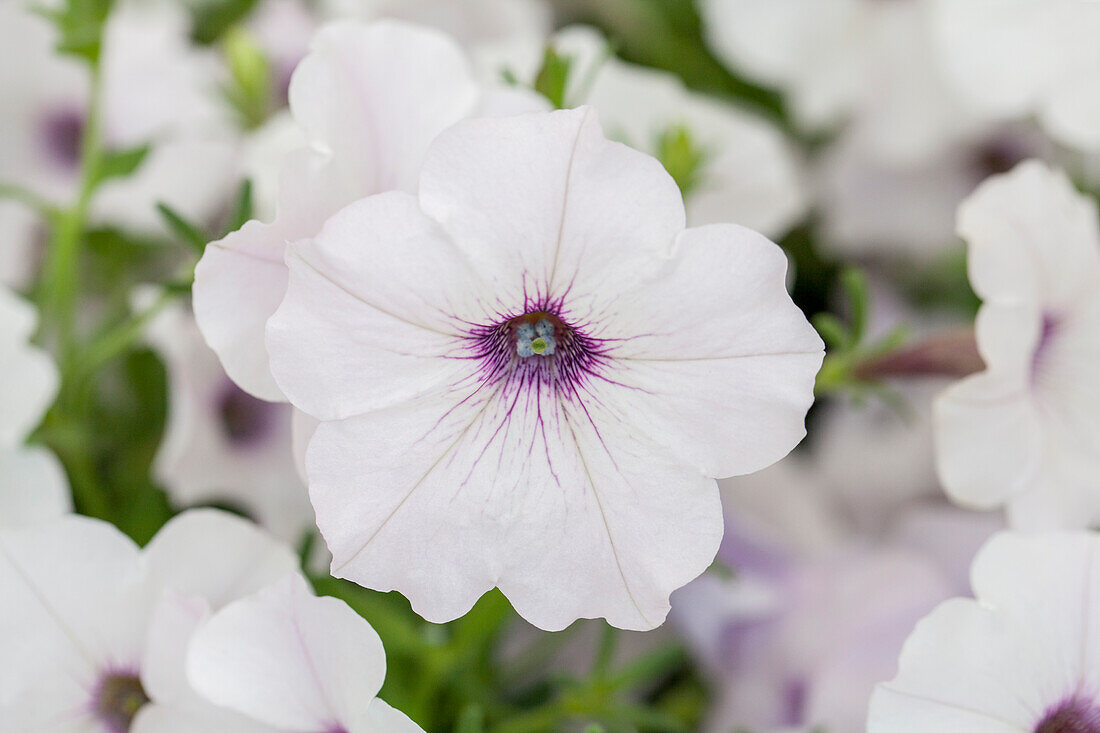 Petunia 'Easy Wave® Silver' F1