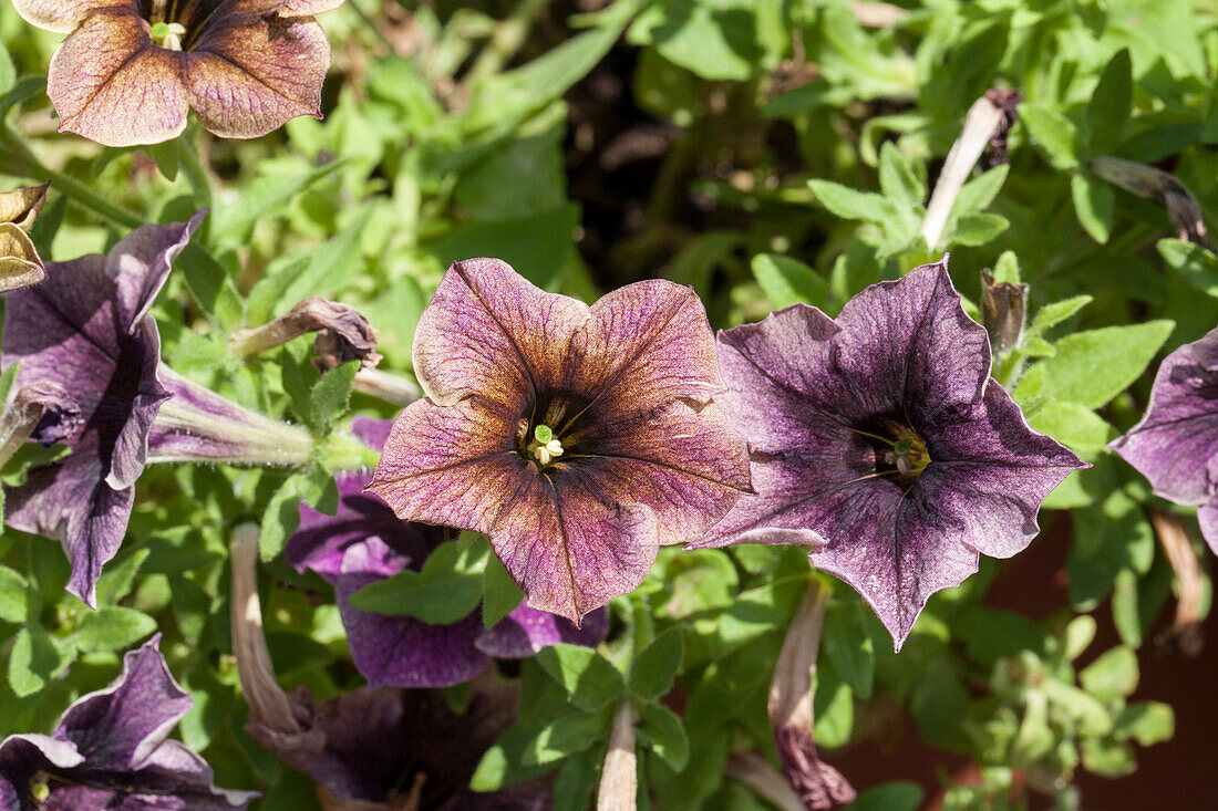 Petunia Happy Magic 'Dark Caramel Star'