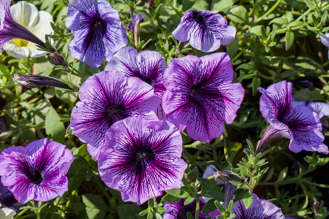 Petunia 'Purple vein Ray'