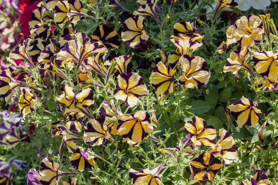 Petunia Sunflower Ray