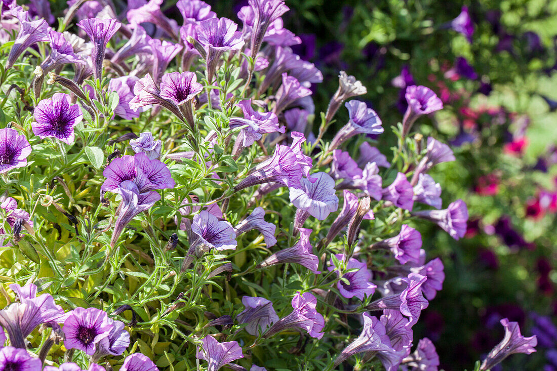 Petunia 'Littletunia Breezy Pink'