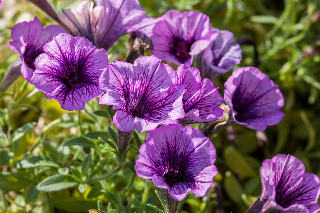 Petunia Littletunia Breezy Pink