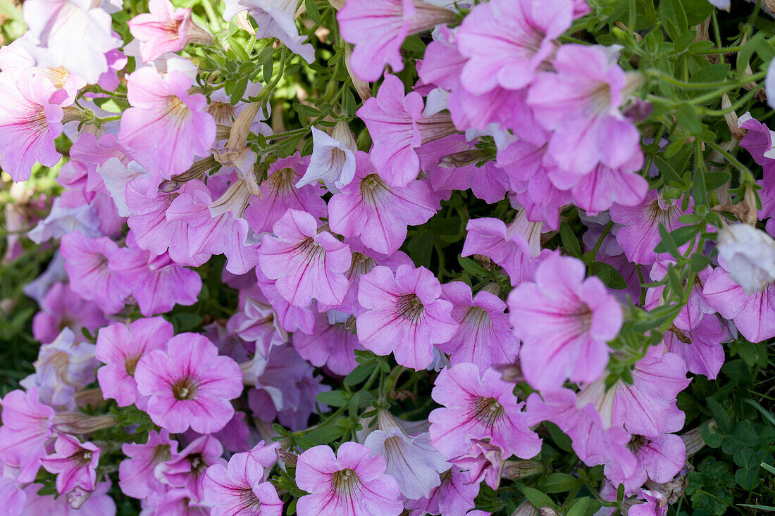 Petunia 'Littletunia 'Pink'