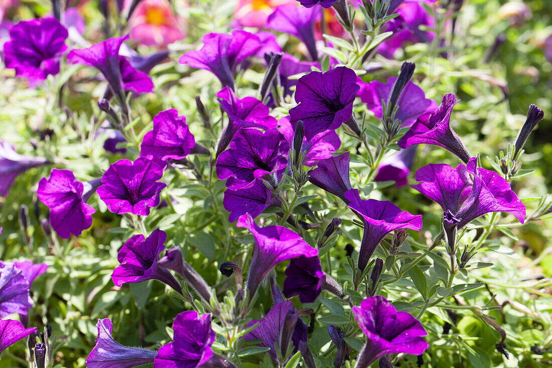 Petunia 'Littletunia Ultra Purple'