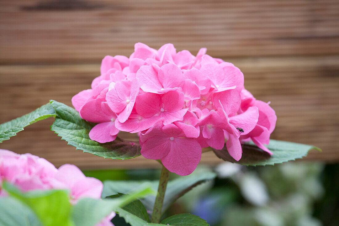 Hydrangea macrophylla Rot