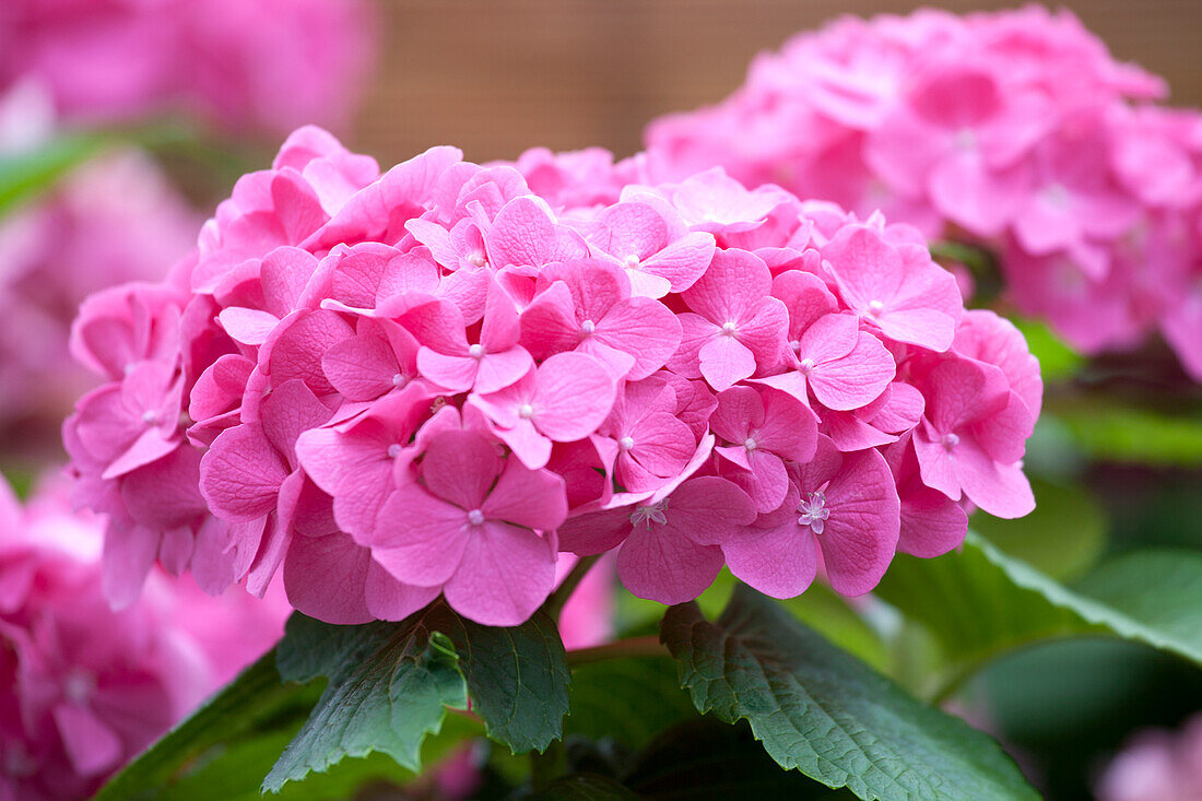 Hydrangea macrophylla, rosa