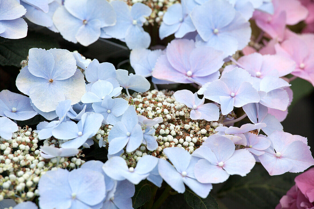 Hydrangea macrophylla, blaue Tellerblüten