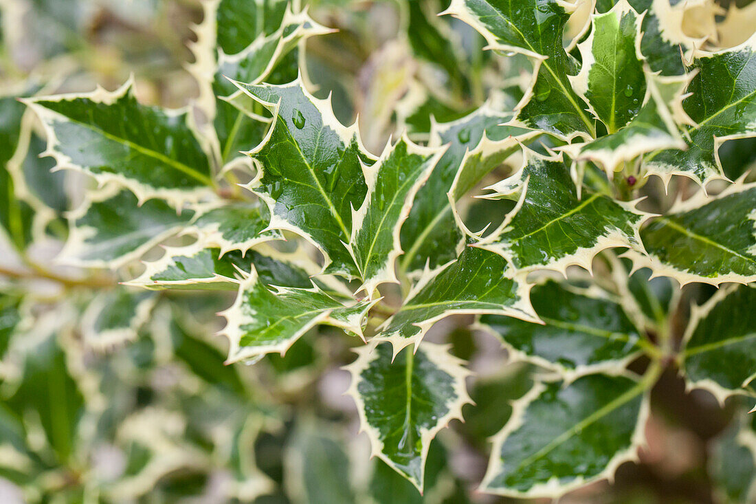 Ilex aquifolium 'Argentea Marginata