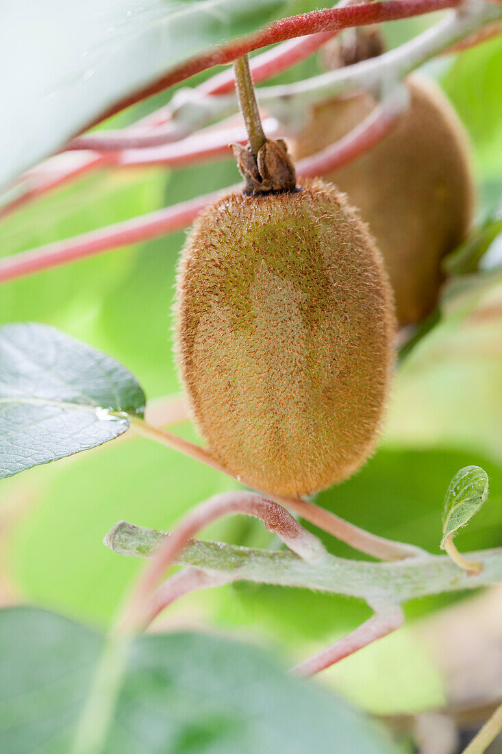 Actinidia chinensis