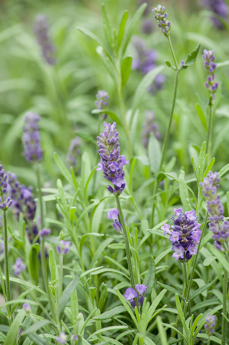 Lavandula angustifolia 'Hidcote Blue'