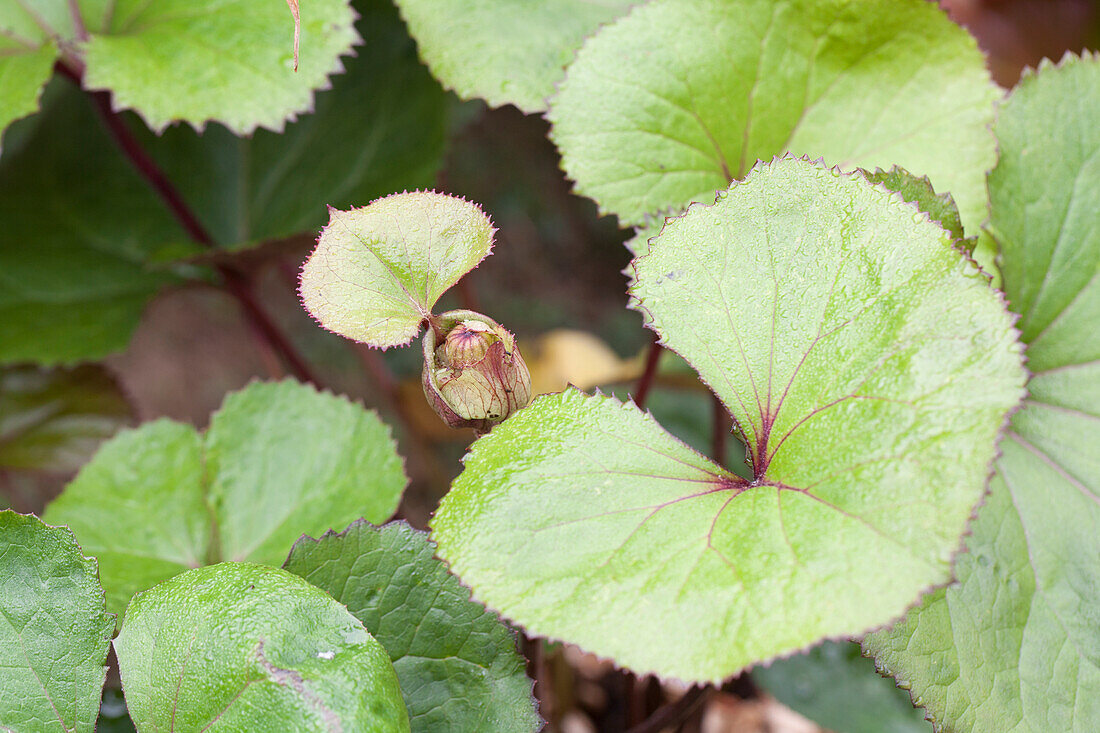 Ligularia dentata 'Midnight Lady'