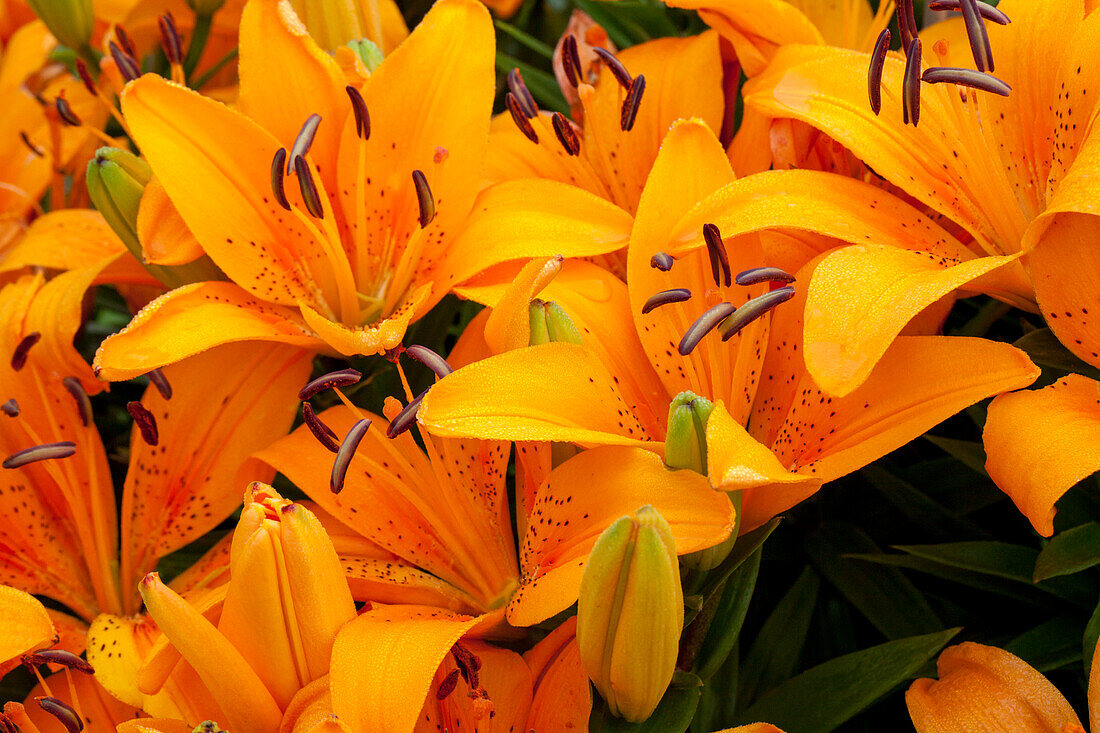 Lilium 'Orange Pixie'