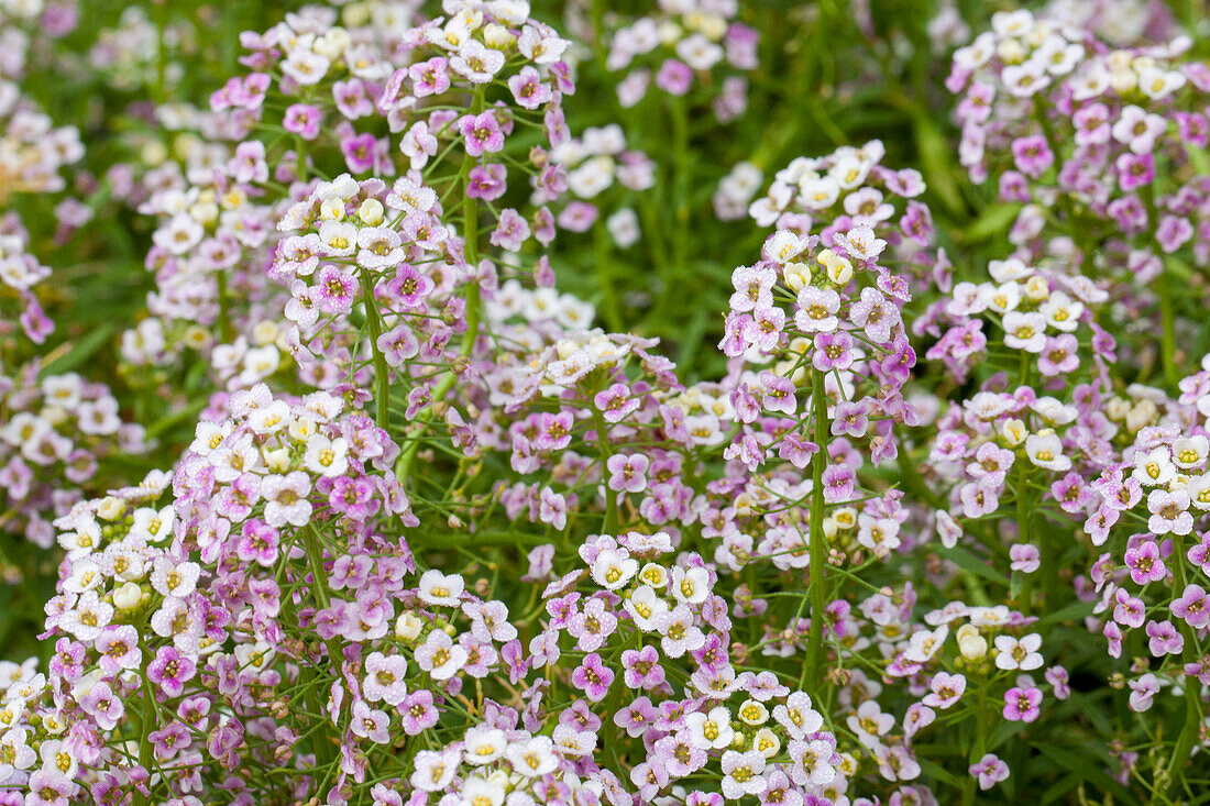 Lobularia maritima 'Bicolor Pink Stream'