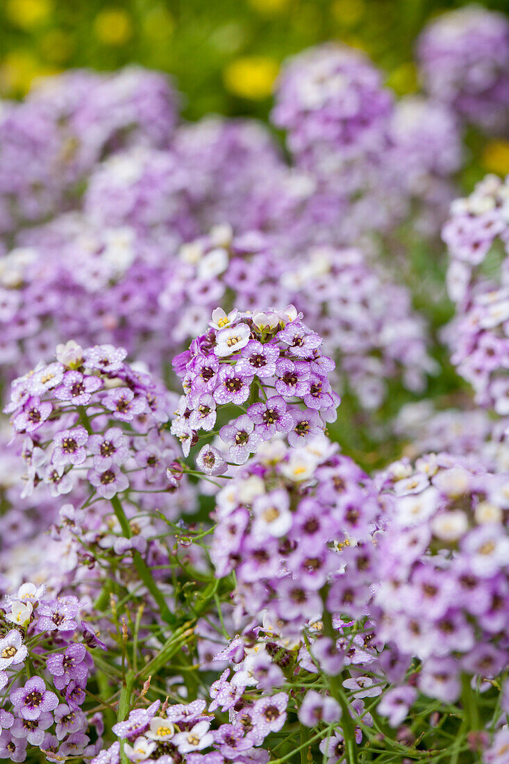 Lobularia maritima Lavender Stream