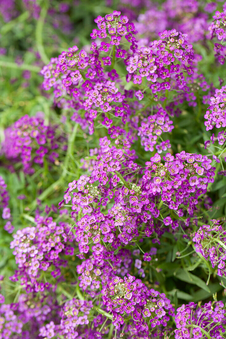 Lobularia maritima Purple Stream