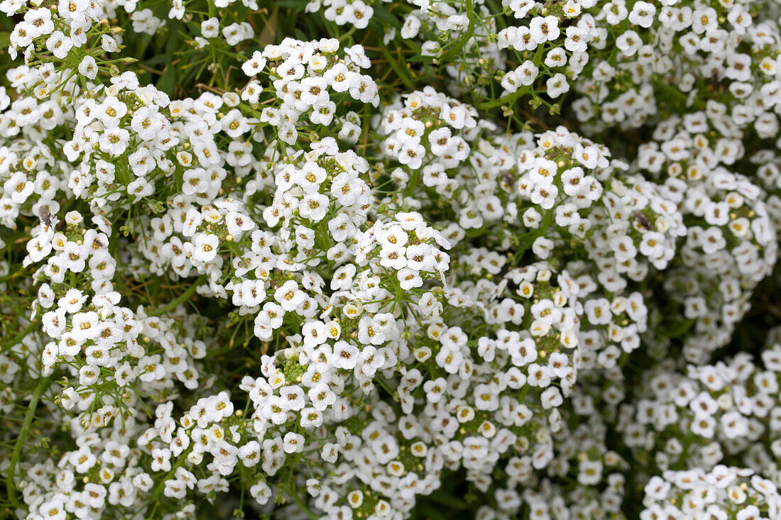 Lobularia maritima 'White Stream'