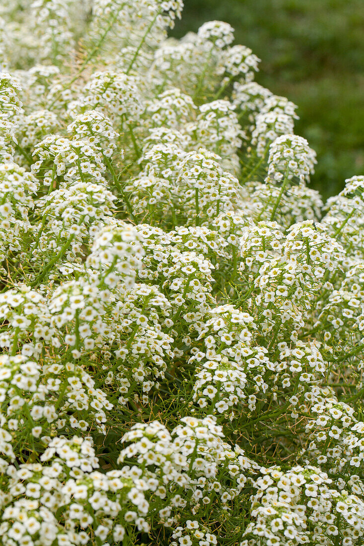 Lobularia maritima Summer Stream