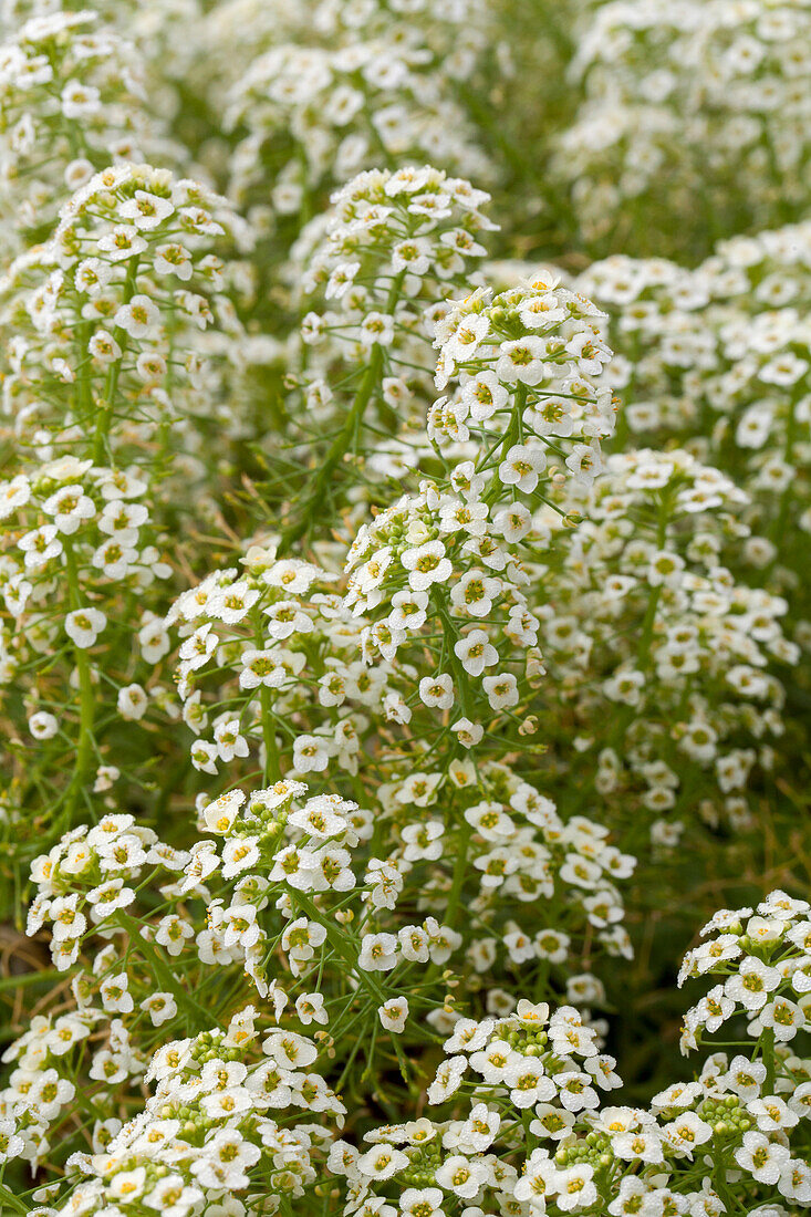 Lobularia maritima Summer Stream