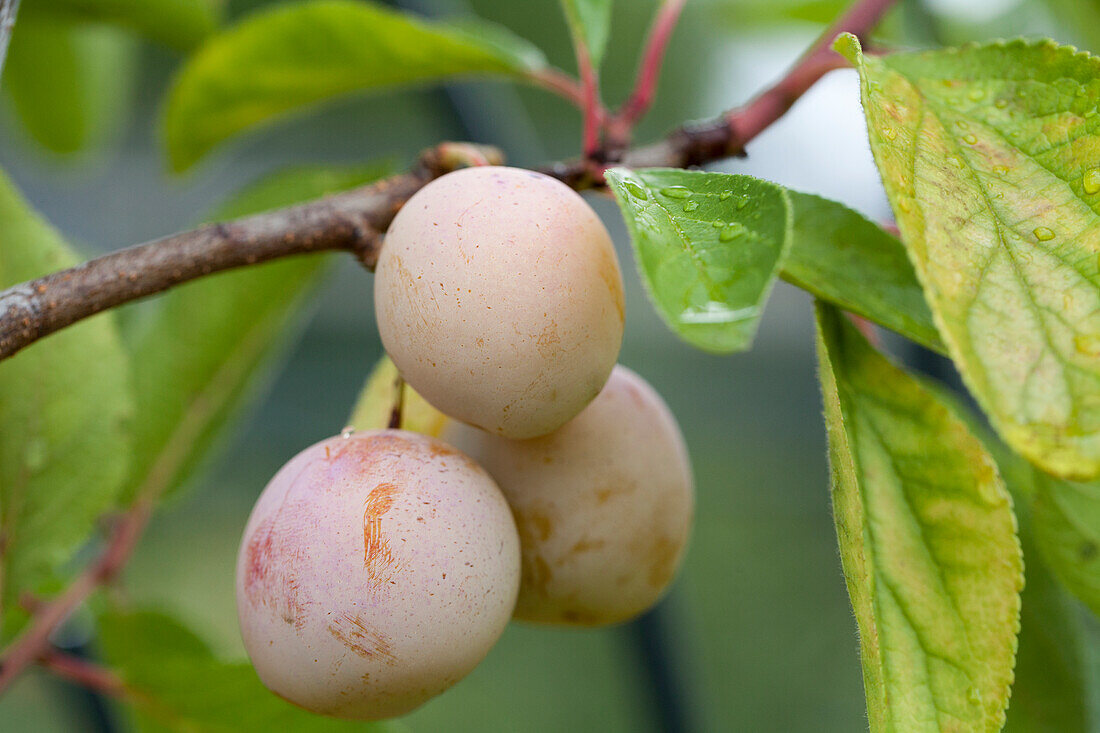 Prunus domestica subsp. syriaca 'Mirabelle von Nancy' (Mirabelle of Nancy)