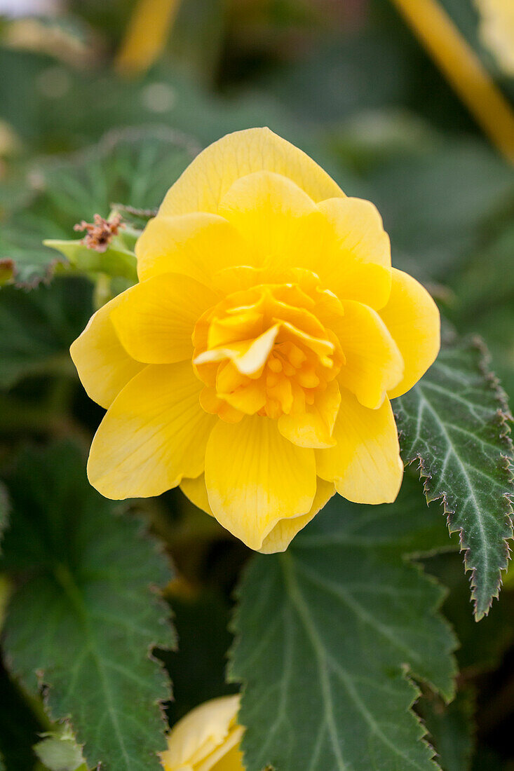 Begonia 'Non-Stop® Joy Yellow'