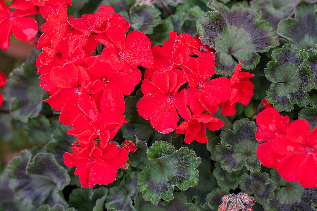 Pelargonium zonale Abelina