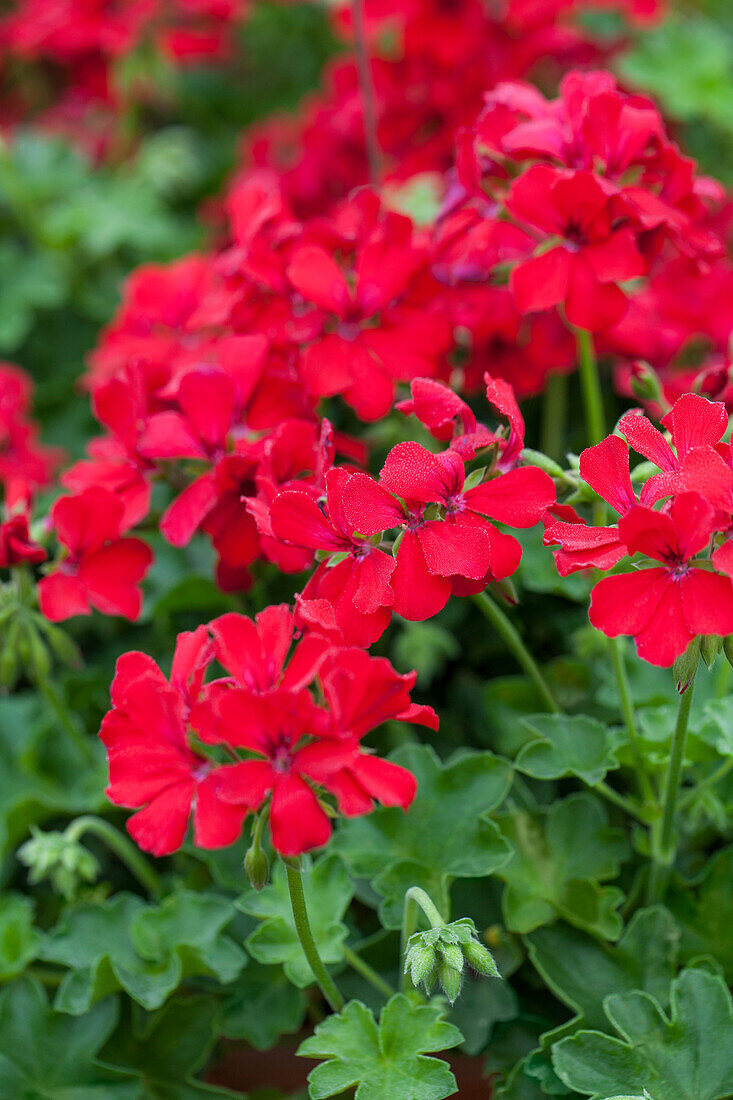 Pelargonium grandiflorum 'Caliente Deep Red'