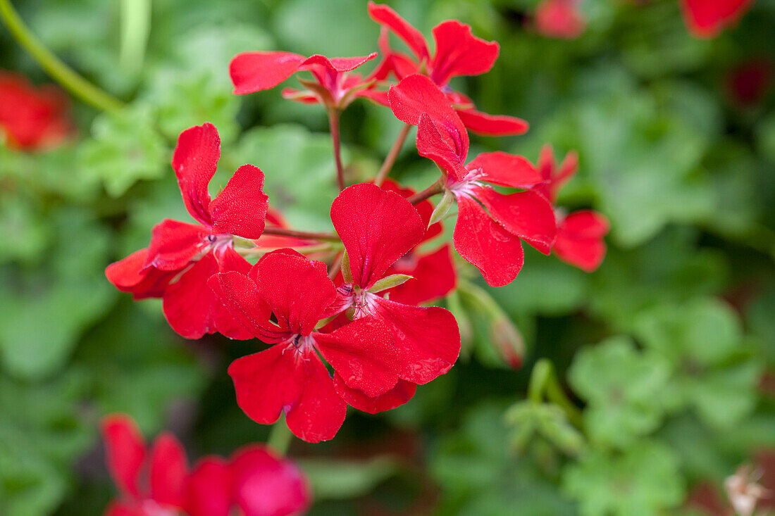 Pelargonium peltatum 'Happy Face Red'