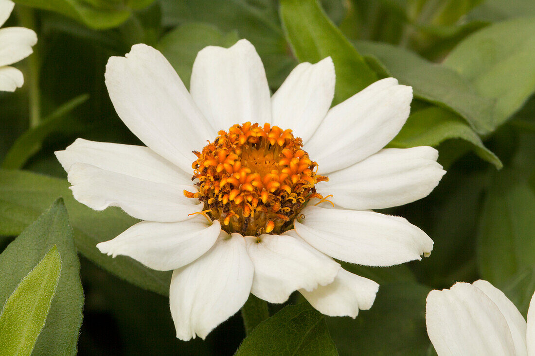 Zinnia marylandica 'Zahara XL White'