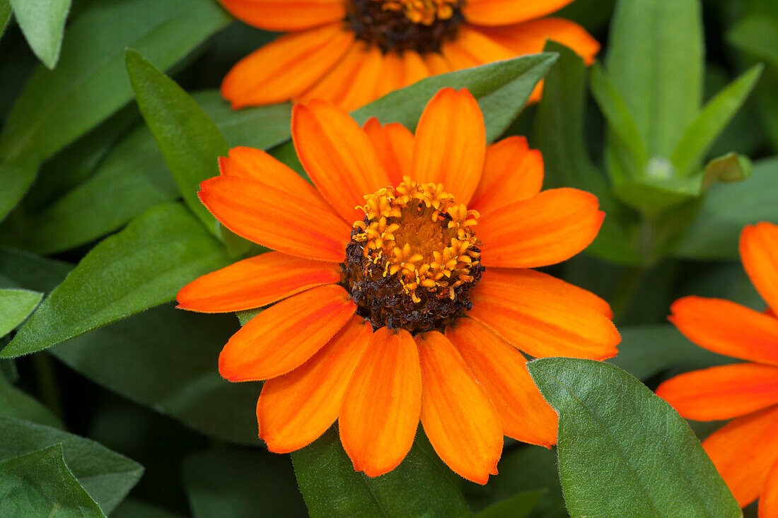 Zinnia haageana 'Profusion Orange'