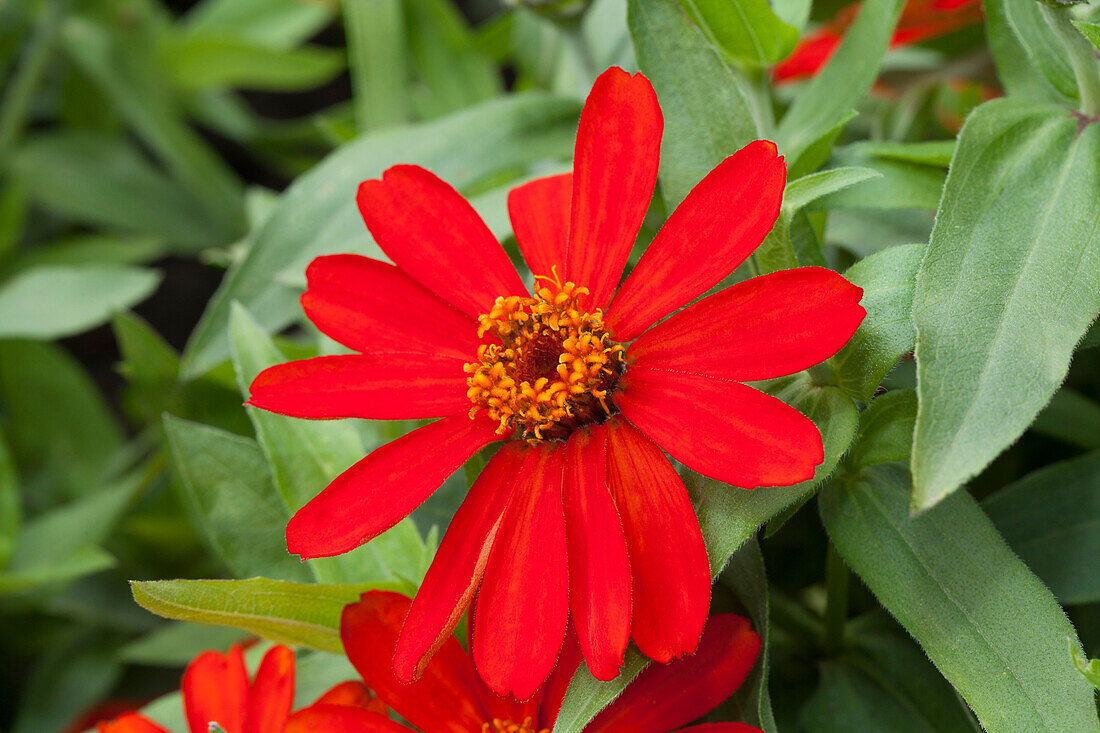 Zinnia Zahara® Red