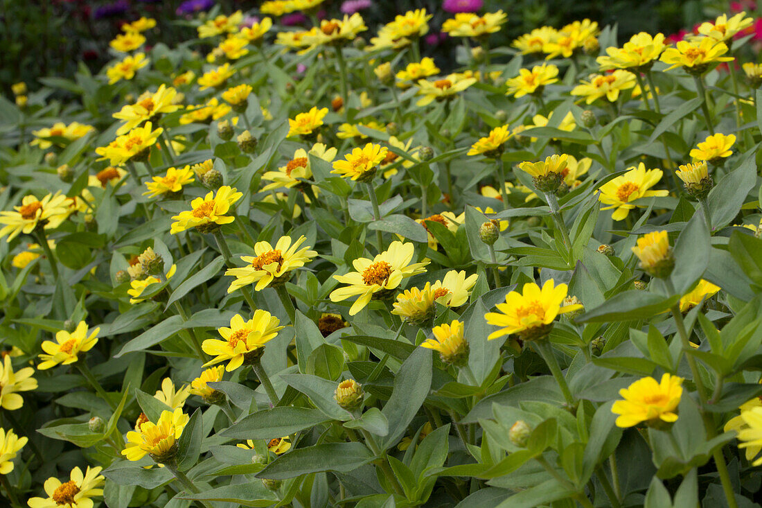 Zinnia marylandica 'Zahara XL Yellow'