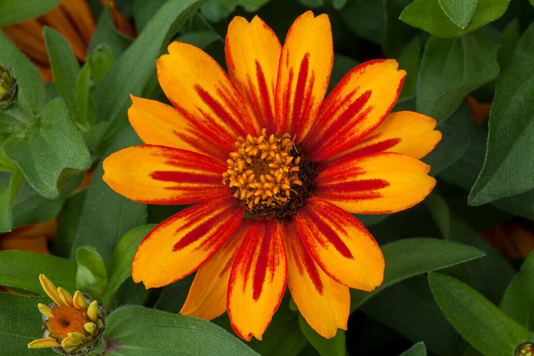 Zinnia Zahara Sunburst