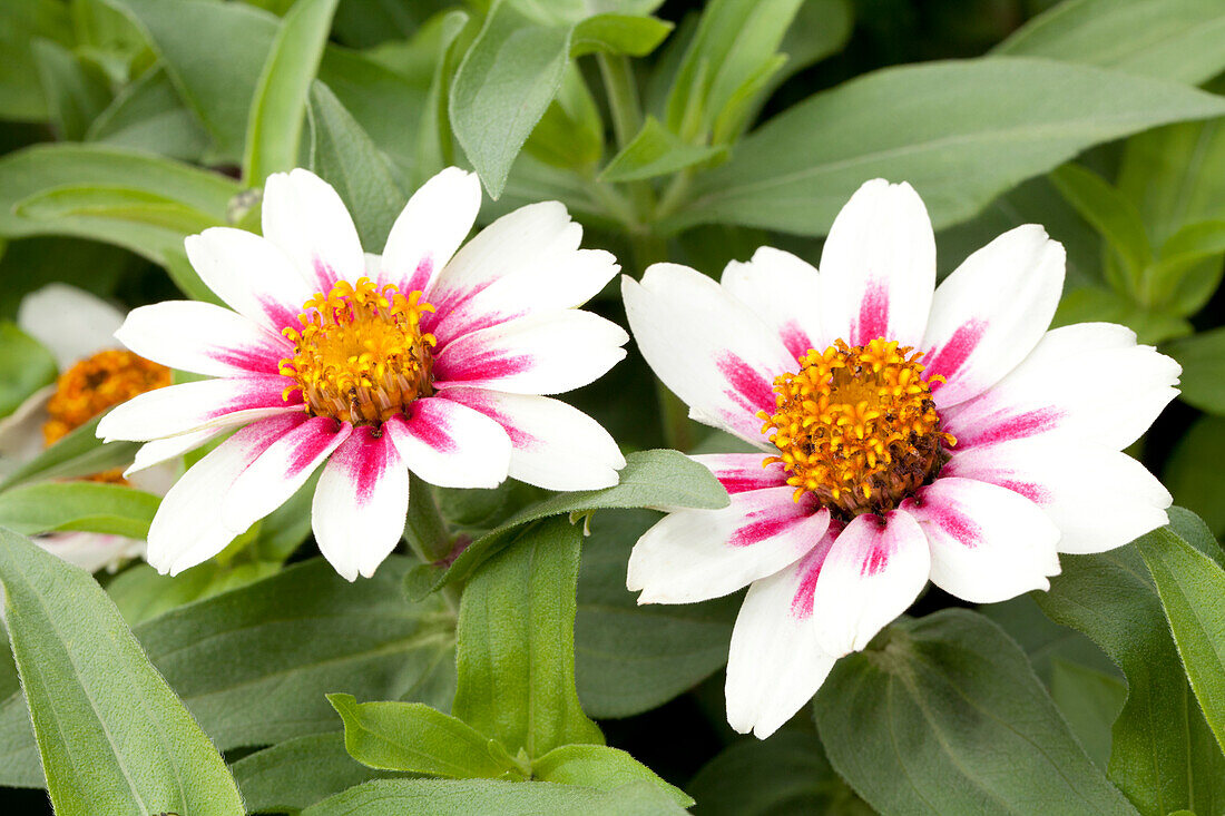 Zinnia elegans 'Zahara Starlight Rose'