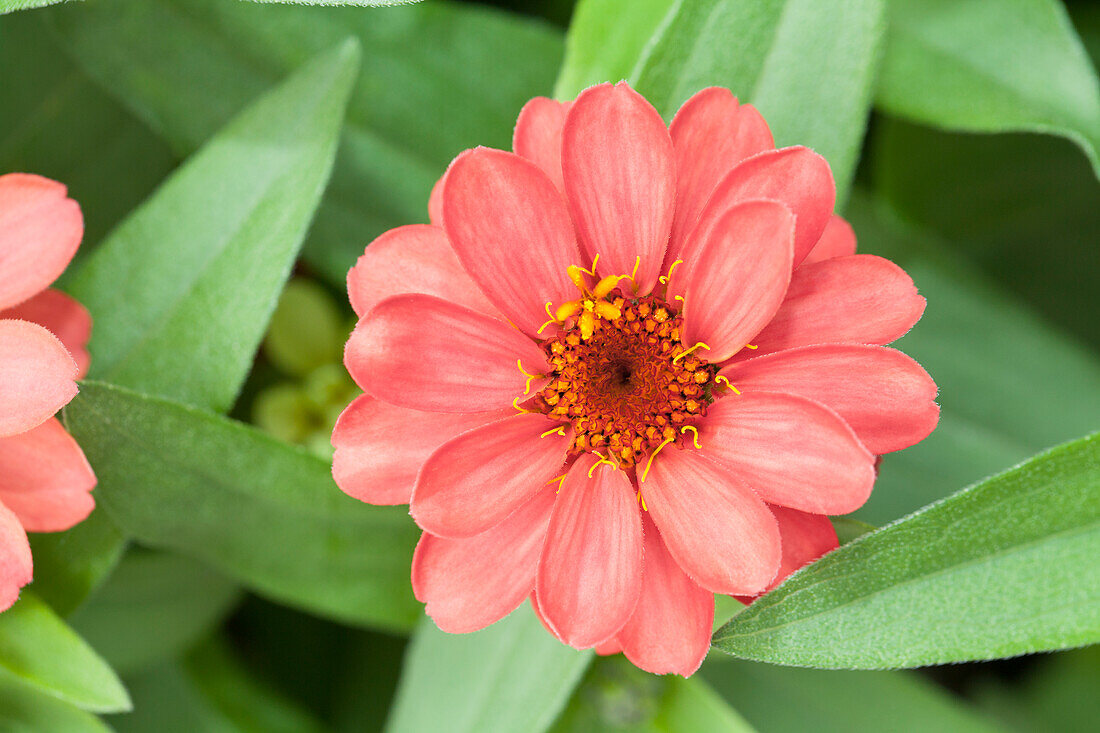 Zinnia haageana 'Profusion Deep Apricot