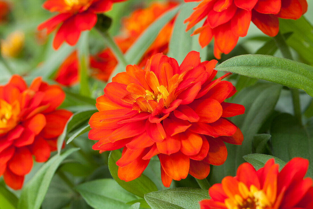 Zinnia haageana Profusion Double Fire