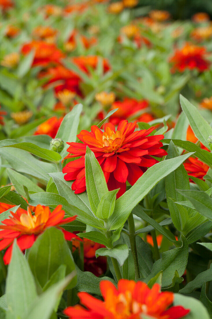 Zinnia Zahara Double Fire