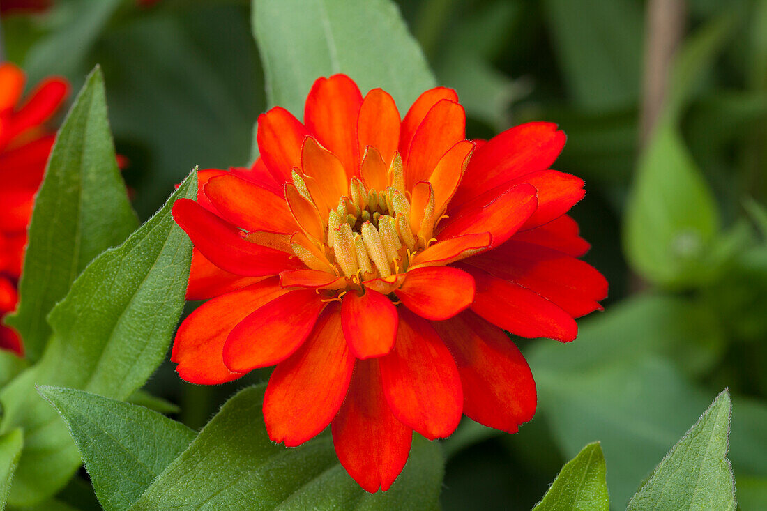 Zinnia 'Zahara Double Fire'