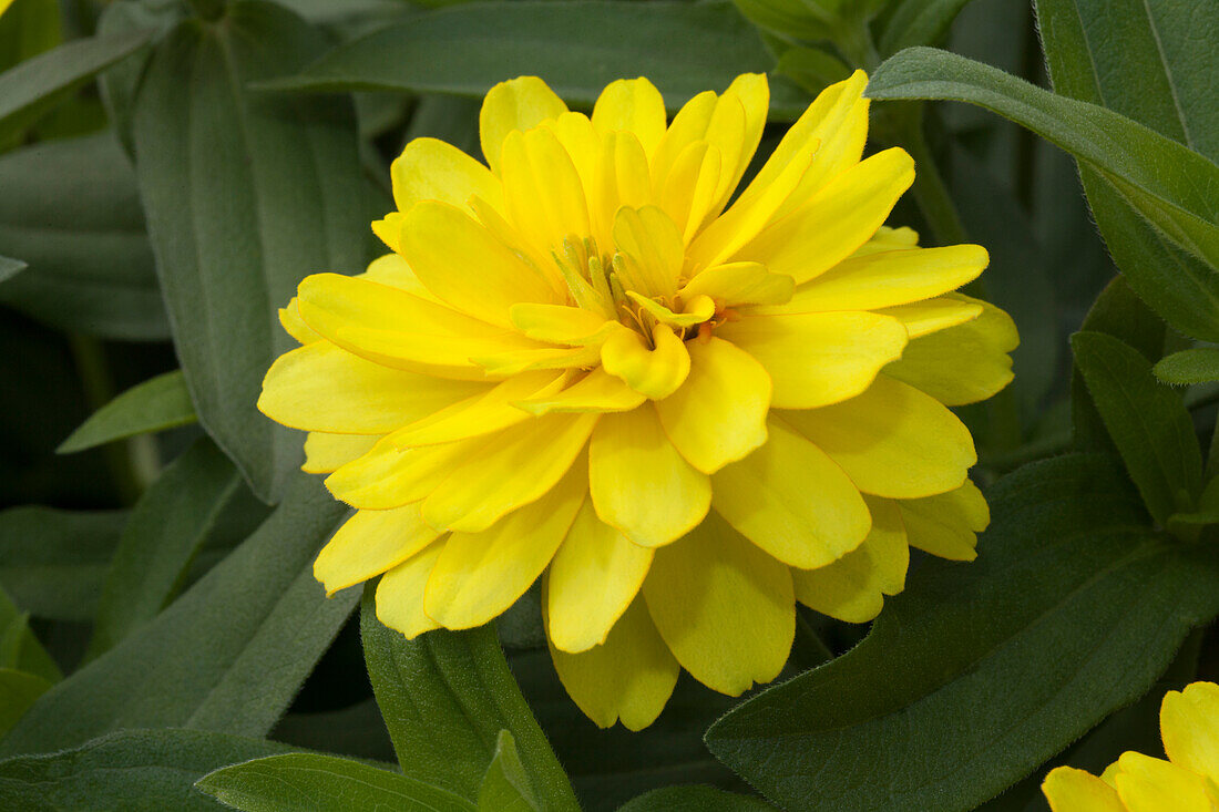 Zinnia haageana 'Profusion Double Yellow'