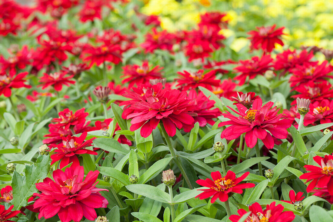 Zinnia haageana 'Profusion Cherry'