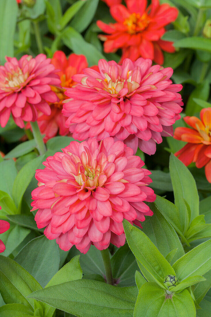 Zinnia marylandica 'Double Zahara'® Salmon Rose