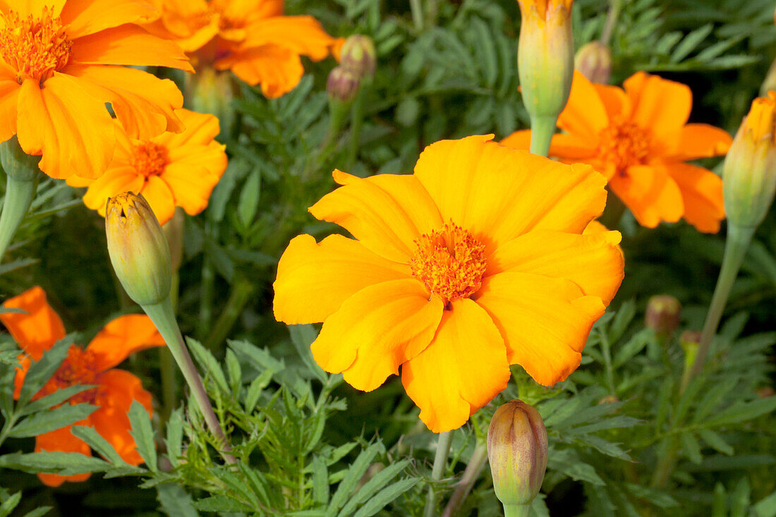 Tagetes patula 'Disco'