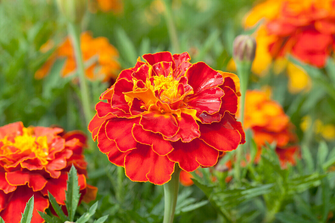 Tagetes patula