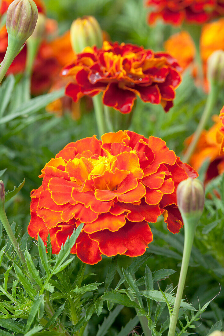 Tagetes patula