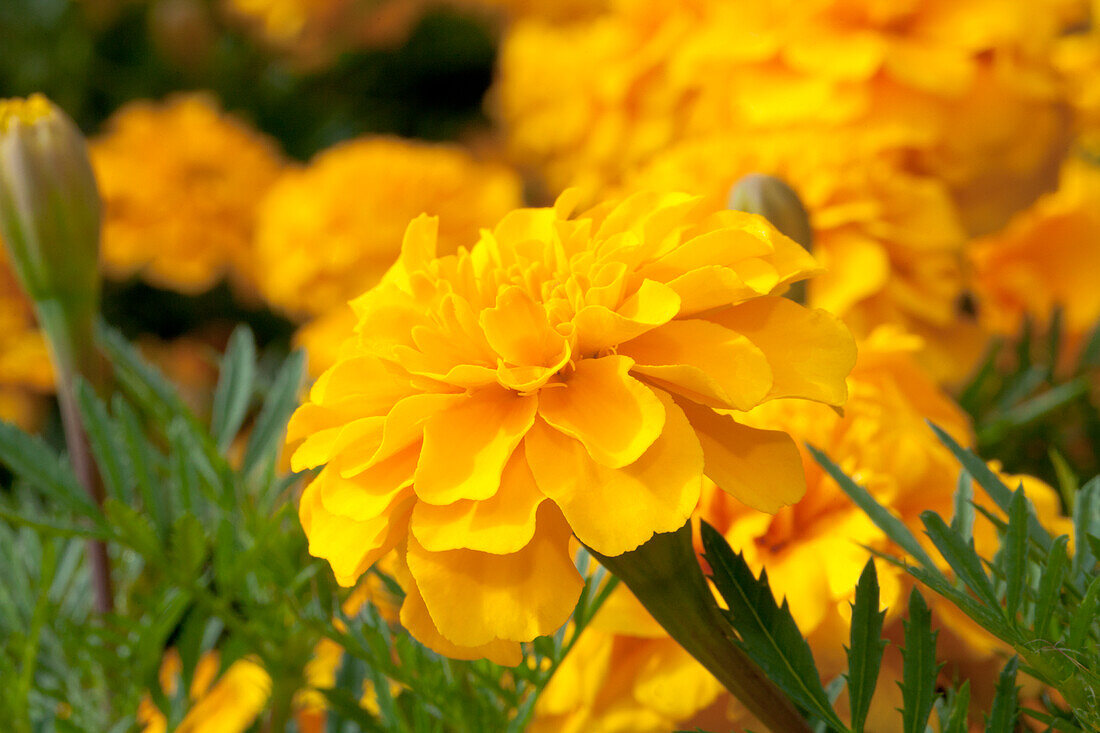 Tagetes patula 'Bonanza Gold'