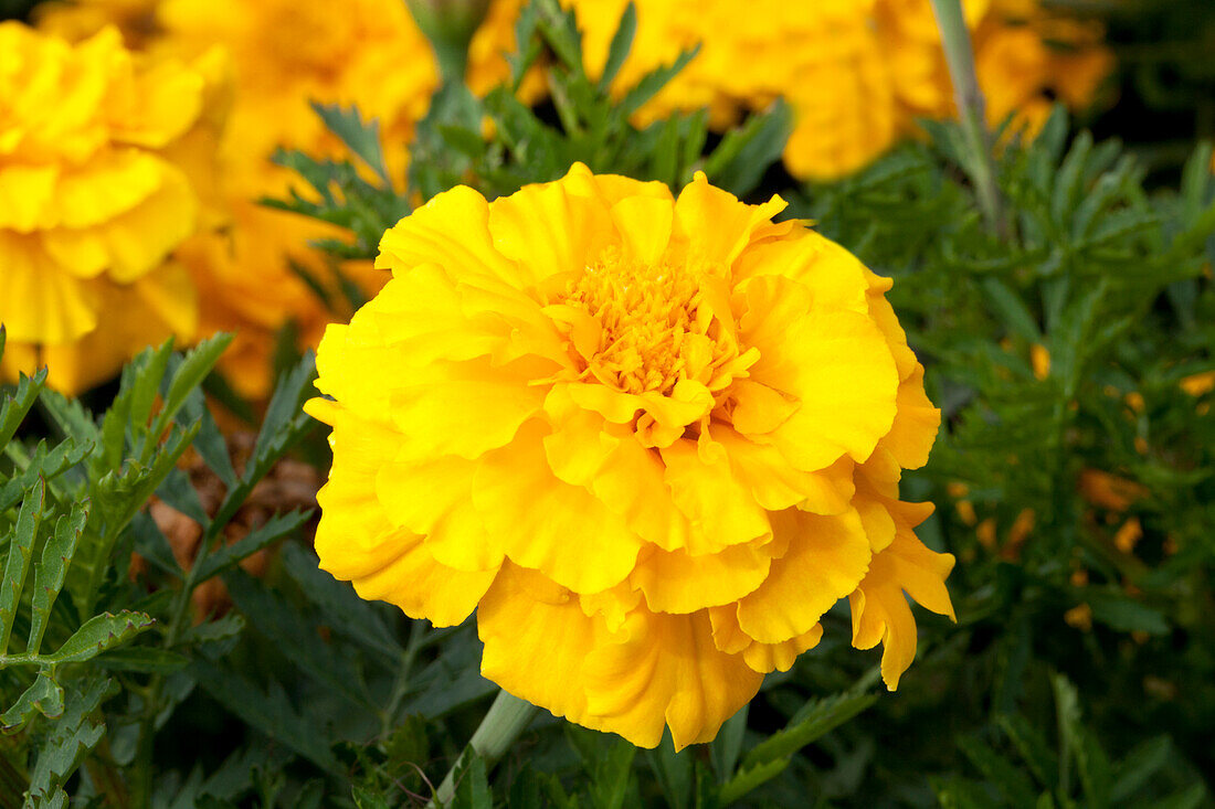 Tagetes patula 'Safari Gold'