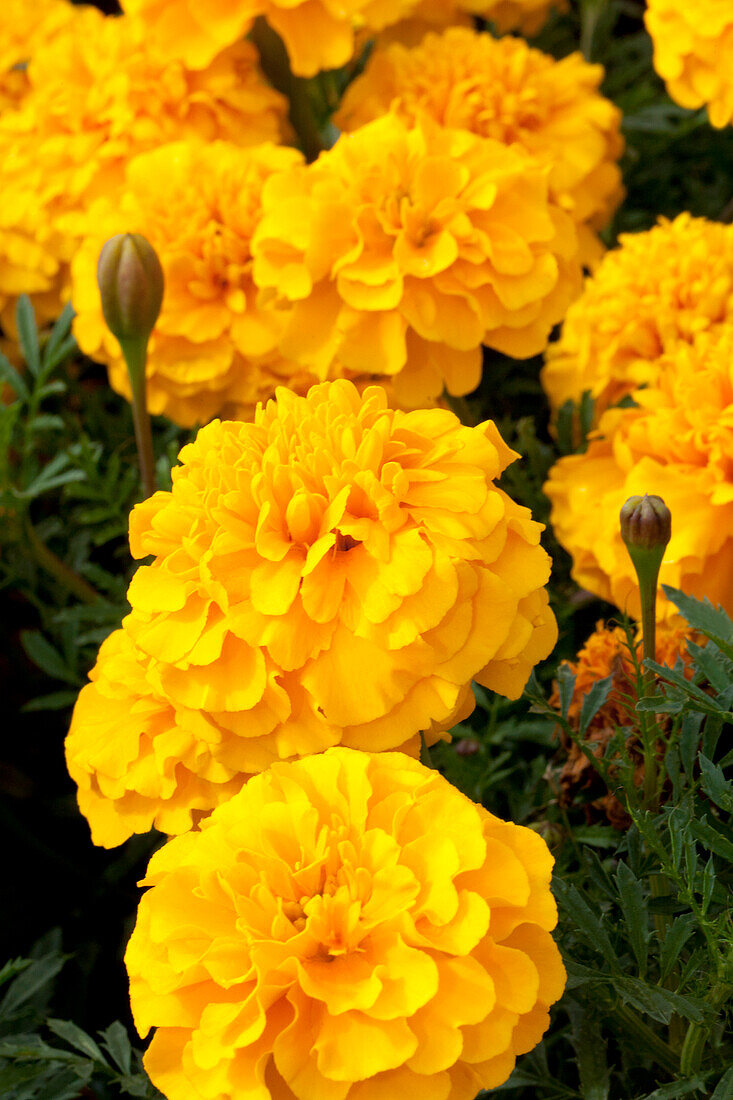 Tagetes patula Chica Gold