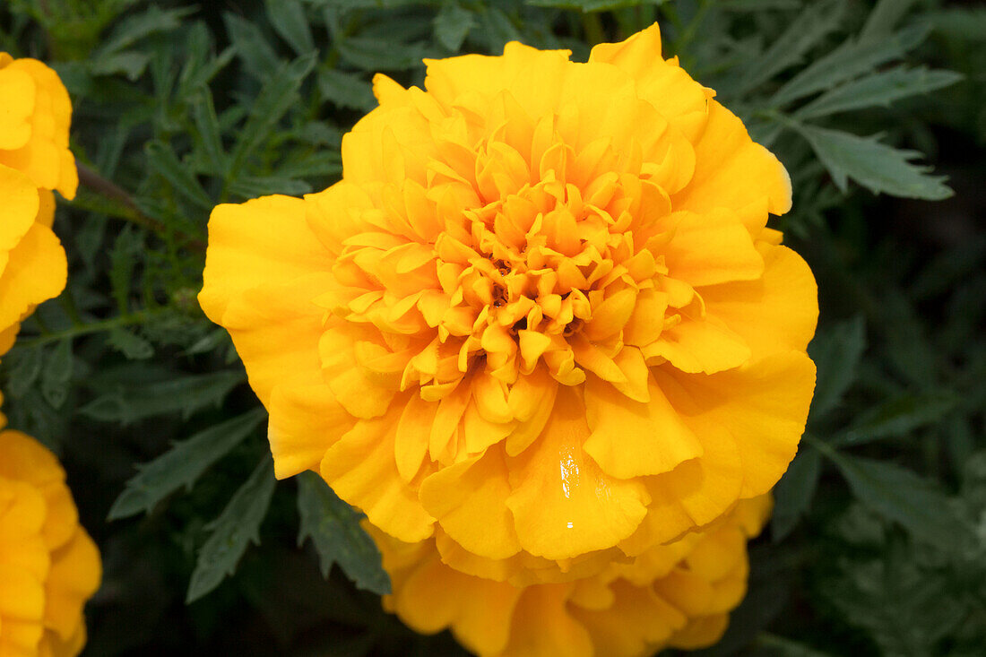 Tagetes patula 'Chica Yellow'