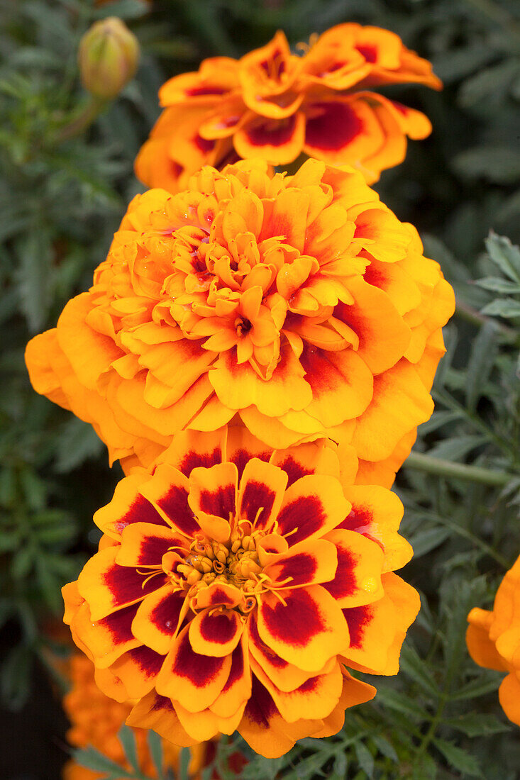 Tagetes patula 'Chica Flame