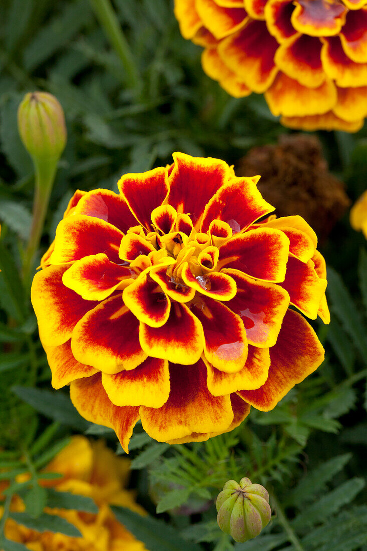 Tagetes patula 'Safari Yellow Fire'