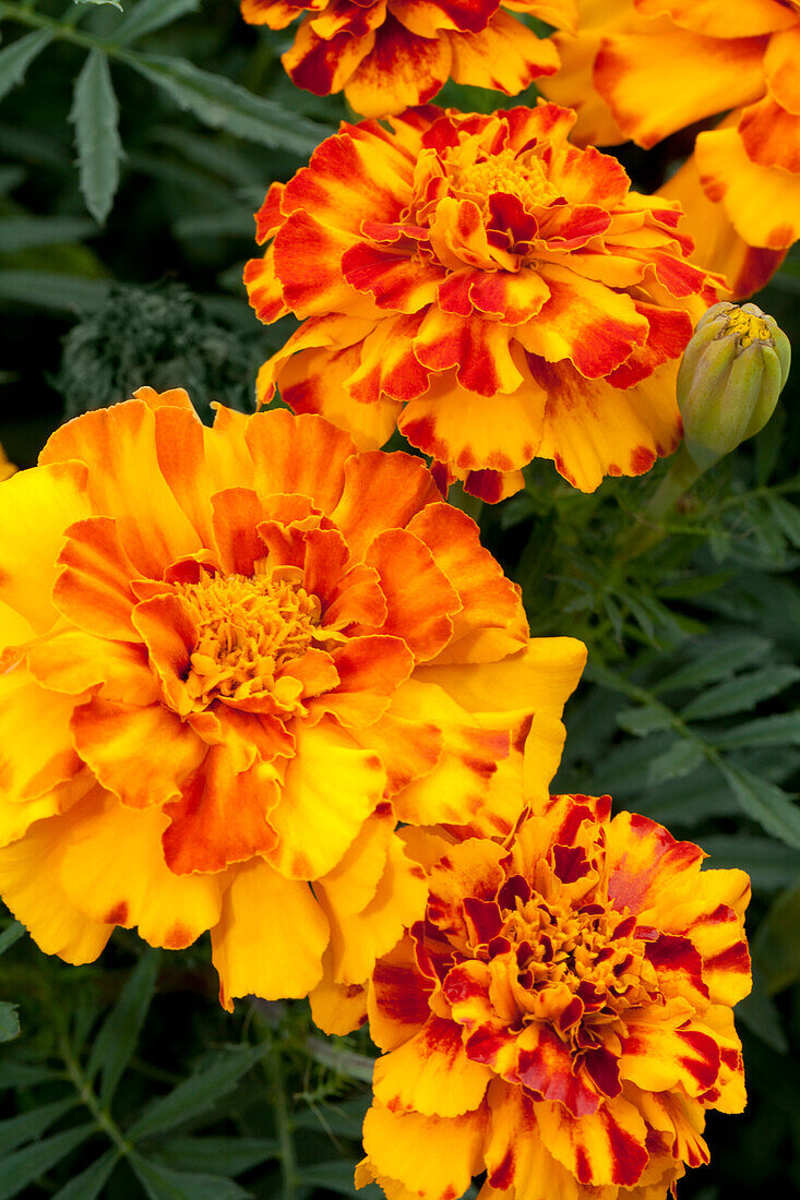 Tagetes patula 'Safari Bolero'